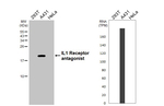 IL1RA Antibody in Western Blot (WB)
