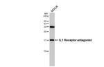 IL1RA Antibody in Western Blot (WB)
