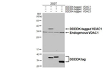 VDAC Antibody in Western Blot (WB)