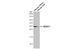 VDAC Antibody in Western Blot (WB)