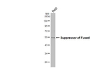 SUFU Antibody in Western Blot (WB)