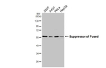 SUFU Antibody in Western Blot (WB)
