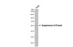 SUFU Antibody in Western Blot (WB)