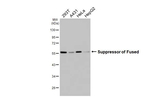 SUFU Antibody in Western Blot (WB)