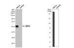 TNFRSF11B Recombinant Rabbit Monoclonal Antibody (HL3377)