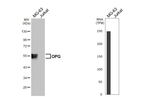 TNFRSF11B Antibody in Western Blot (WB)