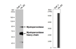 Myeloperoxidase Recombinant Rabbit Monoclonal Antibody (HL3388)
