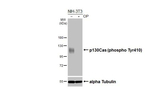 Phospho-p130Cas (Tyr410) Antibody in Western Blot (WB)