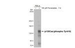 Phospho-p130Cas (Tyr410) Antibody in Western Blot (WB)