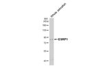 ESRP1 Antibody in Western Blot (WB)