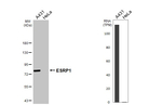 ESRP1 Antibody in Western Blot (WB)