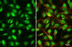 RAD21 Recombinant Rabbit Monoclonal Antibody (HL3416)