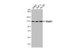RAD21 Antibody in Western Blot (WB)