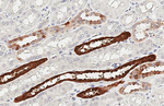 PGP9.5 Antibody in Immunohistochemistry (Paraffin) (IHC (P))