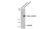 mGluR5 Antibody in Western Blot (WB)