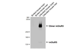 mGluR5 Antibody in Western Blot (WB)