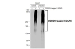 mGluR5 Antibody in Western Blot (WB)