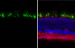 Opsin Red/Green Antibody in Immunohistochemistry (Frozen) (IHC (F))