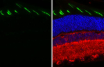 Opsin Red/Green Antibody in Immunohistochemistry (Paraffin) (IHC (P))