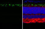 Opsin Red/Green Antibody in Immunohistochemistry (Paraffin) (IHC (P))
