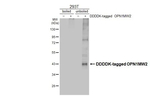 Opsin Red/Green Antibody in Western Blot (WB)