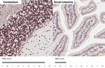 POLR3A Antibody in Immunohistochemistry (Paraffin) (IHC (P))