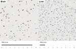 POLR3A Antibody in Immunohistochemistry (Paraffin) (IHC (P))
