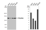 POLR3A Antibody in Western Blot (WB)