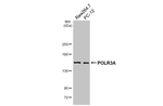 POLR3A Antibody in Western Blot (WB)