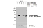 ALPL Antibody in Western Blot (WB)