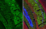 WAVE1 Antibody in Immunohistochemistry (Frozen) (IHC (F))