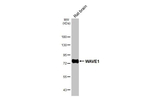 WAVE1 Antibody in Western Blot (WB)