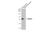WAVE1 Antibody in Western Blot (WB)