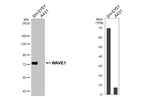 WAVE1 Antibody in Western Blot (WB)