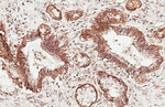 MROH2A Antibody in Immunohistochemistry (Paraffin) (IHC (P))