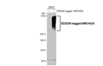 MROH2A Antibody in Western Blot (WB)