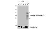 HKDC1 Antibody in Western Blot (WB)