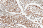 ChAT Antibody in Immunohistochemistry (Paraffin) (IHC (P))