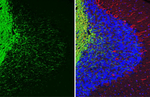 MAG Antibody in Immunohistochemistry (Paraffin) (IHC (P))