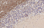MAG Antibody in Immunohistochemistry (Paraffin) (IHC (P))