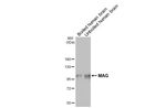 MAG Antibody in Western Blot (WB)