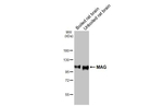 MAG Antibody in Western Blot (WB)