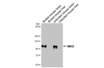 MAG Antibody in Western Blot (WB)