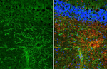 MAG Antibody in Immunohistochemistry (Frozen) (IHC (F))