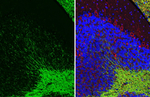 MAG Antibody in Immunohistochemistry (Paraffin) (IHC (P))