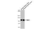 MAG Antibody in Western Blot (WB)