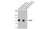 MAG Antibody in Western Blot (WB)