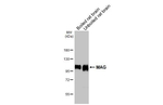 MAG Antibody in Western Blot (WB)