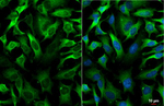 GEF-H1 Recombinant Rabbit Monoclonal Antibody (HL3470)