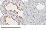 GEF-H1 Antibody in Immunohistochemistry (Paraffin) (IHC (P))